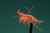 CDC Shrimp